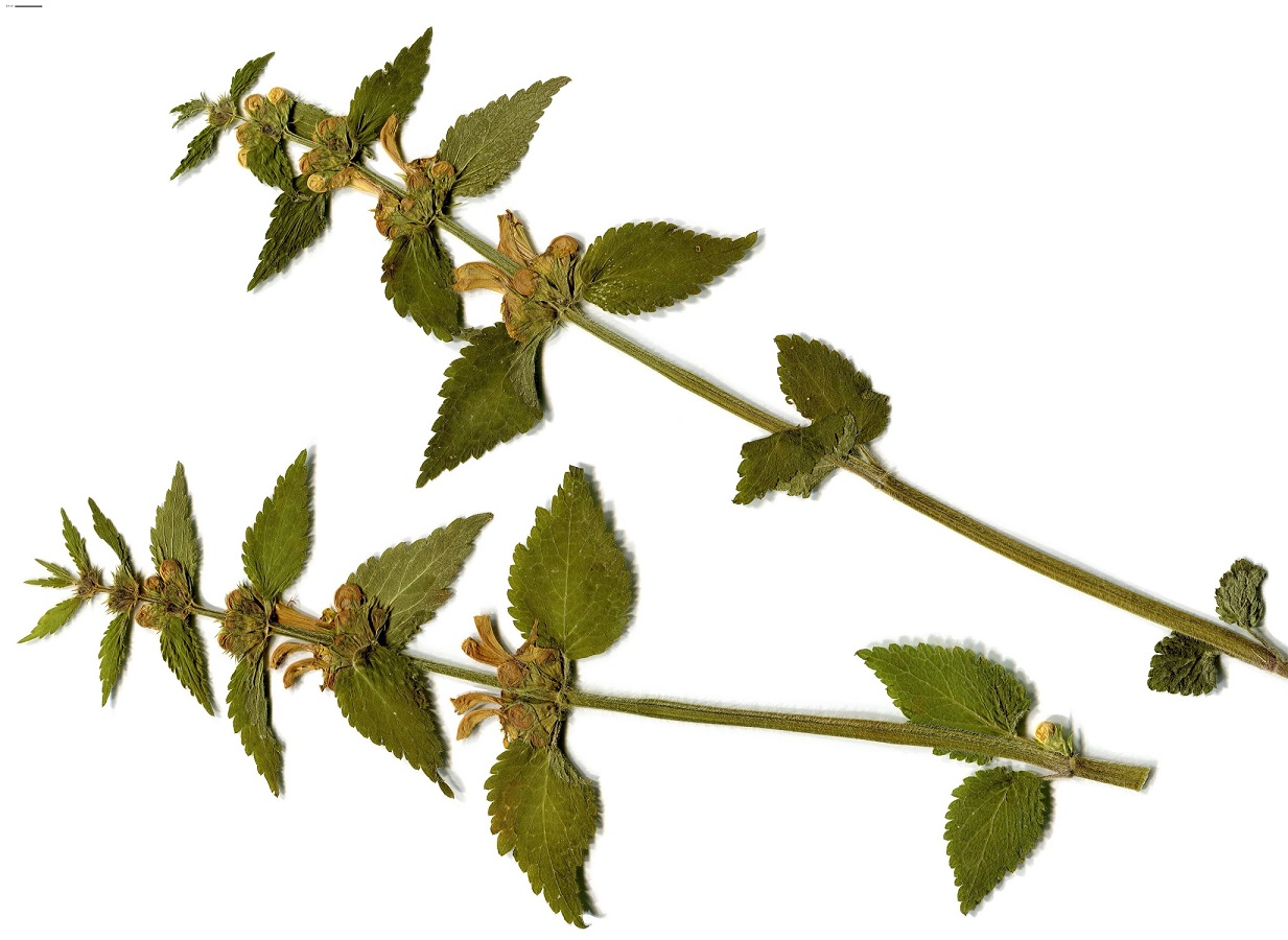 Lamium galeobdolon subsp. montanum (Lamiaceae)
